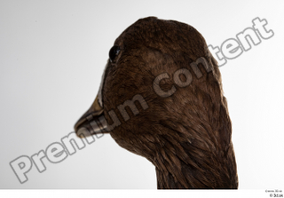 Greater white-fronted goose Anser albifrons head 0008.jpg